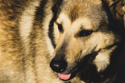 Close-up of dog