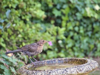 Close-up of bird perching on a tree