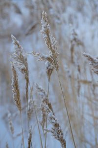 Close-up of stalks against blurred background