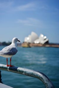 Seagull perching on railing against sea