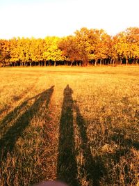 Shadow of people on field against clear sky