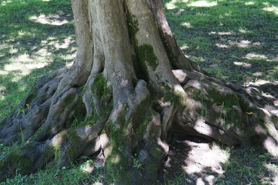 Trees in forest