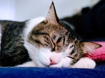 Close-up of cat lying down