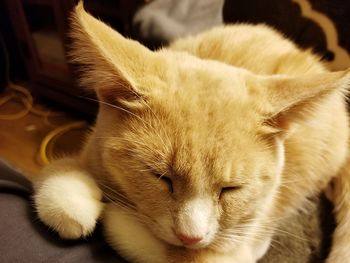 Close-up of cat sleeping at home