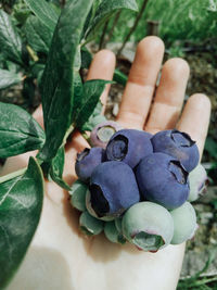 Close-up of hand holding fruit