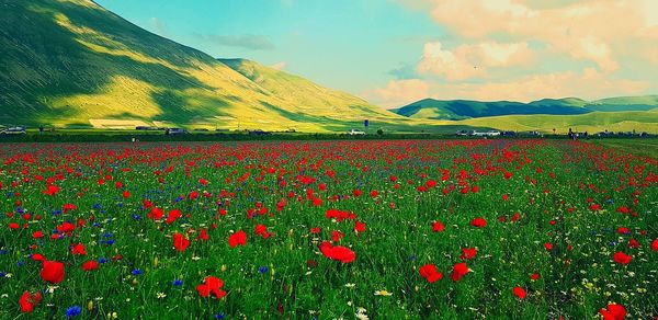 Red poppies on field by mountain against sky