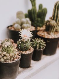 Close-up of potted cactus flower pot on table