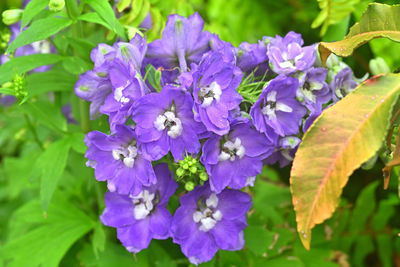 flowering plant