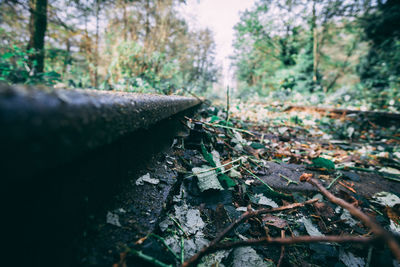 Close-up of trees in forest