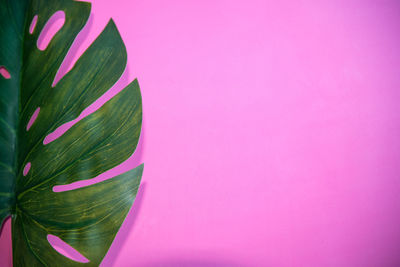 Close-up of pink leaves against wall