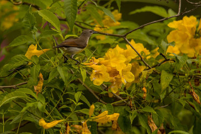 Bird perching on yellow flower