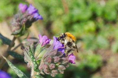 Honey bee pollinating on purple flower
