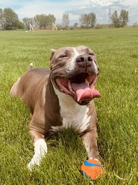 Dog smiling in a grassy field 