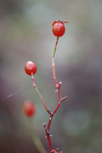 Close-up of red berries growing on plant