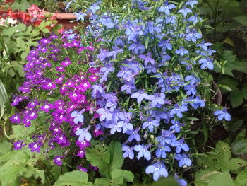 Purple flowers blooming in spring