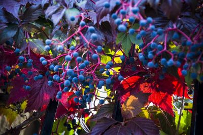 Full frame shot of colorful leaves