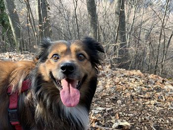 Close-up of dog sticking out tongue