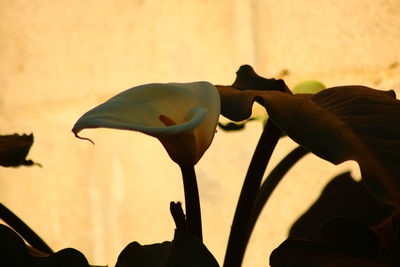 Close-up of silhouette plant against sky during sunset