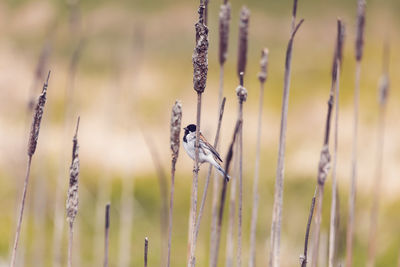 Close-up of bird perching on plant