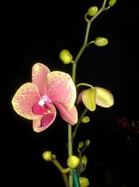 Close-up of flowers