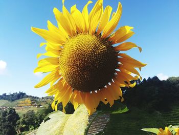 Close-up of sunflower