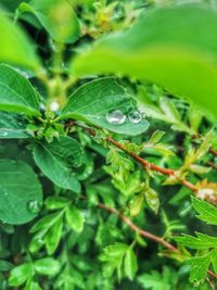 Close-up of wet plant leaves during rainy season