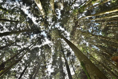 Low angle view of bamboo trees