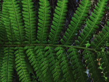 Full frame shot of fern