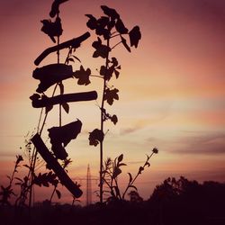 Silhouette plants on field against sky during sunset