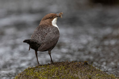 Close-up of bird perching on rock at stream