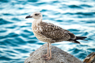 Close-up of seagull perching on rock