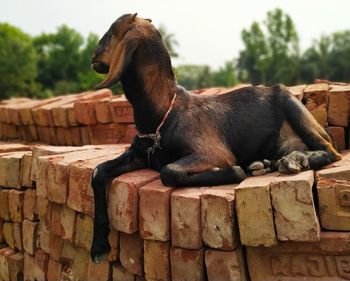 Close-up of a goat on the wall