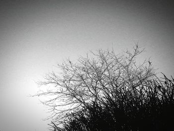 Low angle view of silhouette bare tree against clear sky