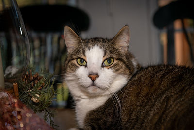 Close-up portrait of a cat