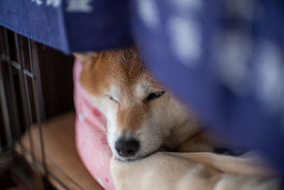 Close-up of a dog resting at home