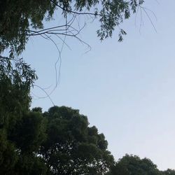 Low angle view of trees against clear sky