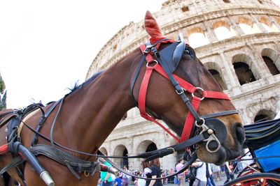horse