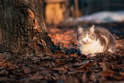 Portrait of a cat