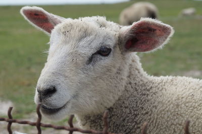 Close-up of sheep