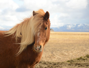 Close-up of horse on field against sky