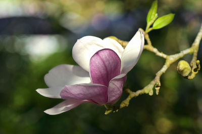 Pink magnolia  or tulip tree in botanical garden.