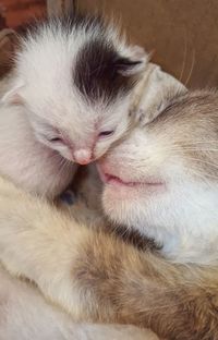 Close-up of cat relaxing