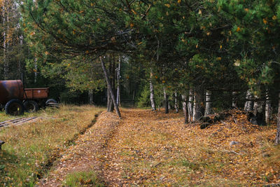 Trees on field in forest during autumn