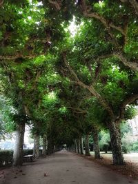 Road amidst trees in park