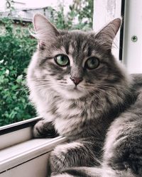 Close-up portrait of a cat