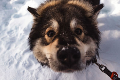 Close-up portrait of dog