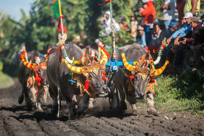 Makepung - bali traditional bull racing