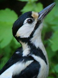 Close-up of birds