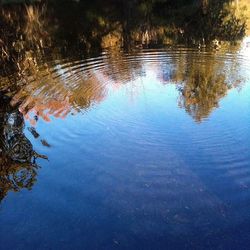 Reflection of trees in water