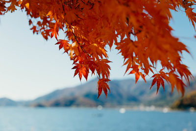 Close-up of maple leaves against blurred background